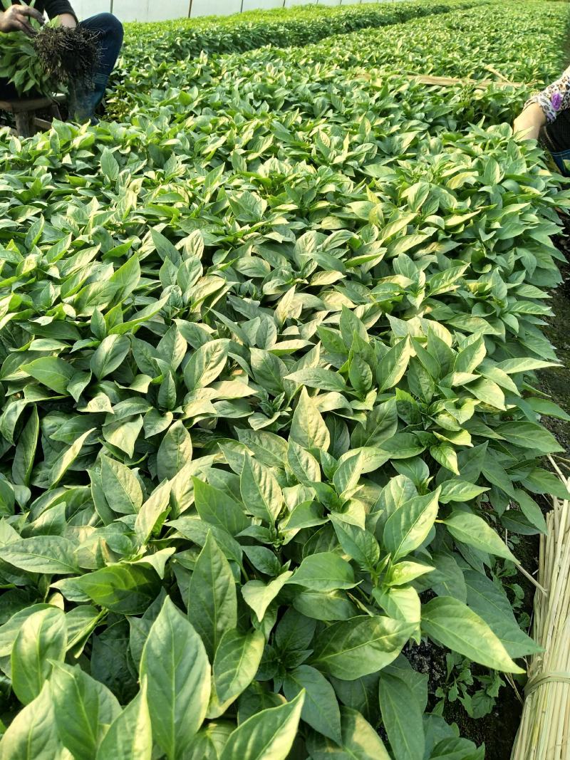 【基地直销】醴东合作社优质线椒苗，川椒苗，牛角椒苗