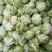 白菜花，紧花有机花，花重1_2斤