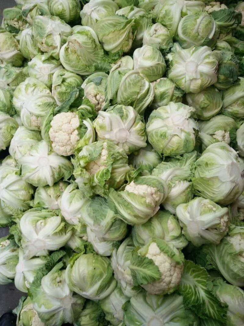 白菜花，紧花有机花，花重1_2斤