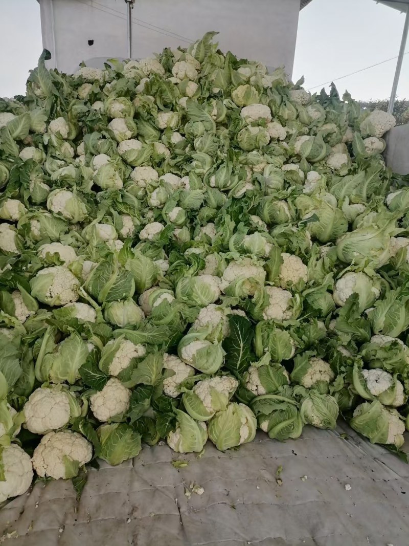 白菜花，紧花有机花，花重1_2斤