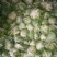 白菜花，紧花有机花，花重1_2斤