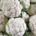 白菜花，紧花有机花，花重1_2斤