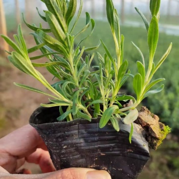 薰衣草批发，薰衣草价格，薰衣草花海种苗，全国发货