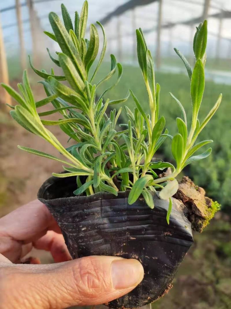 薰衣草批发，薰衣草价格，薰衣草花海种苗，全国发货