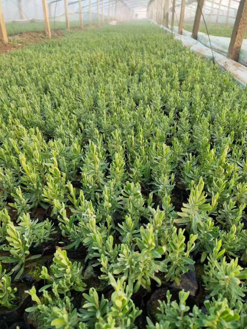薰衣草批发，薰衣草价格，薰衣草花海种苗，全国发货