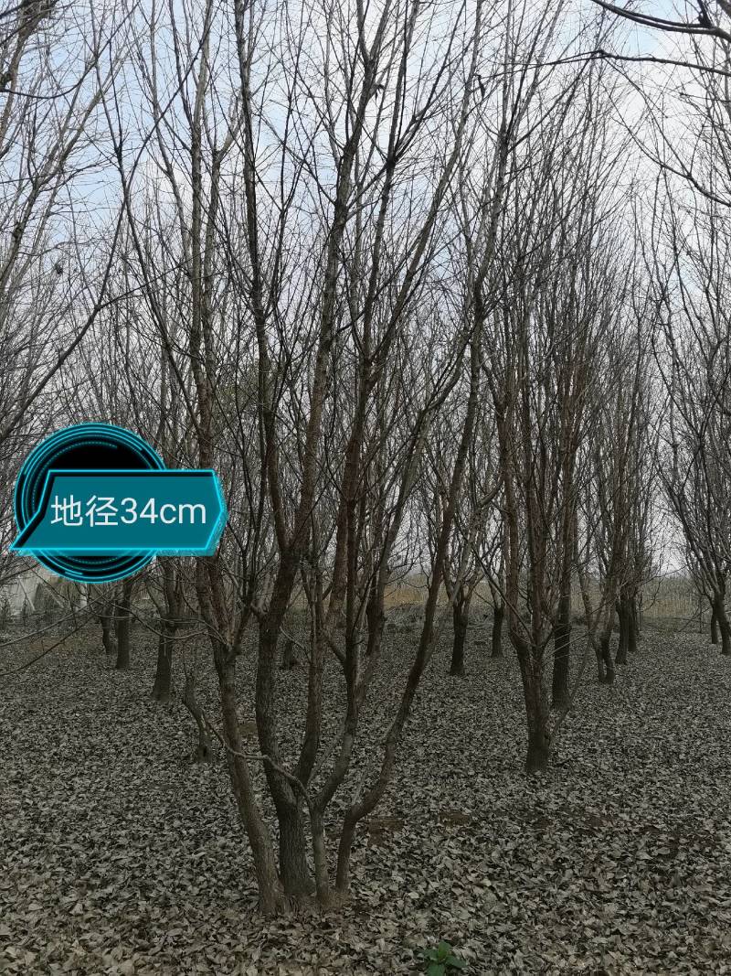 流苏：丛生流苏、造型流苏（油根子）