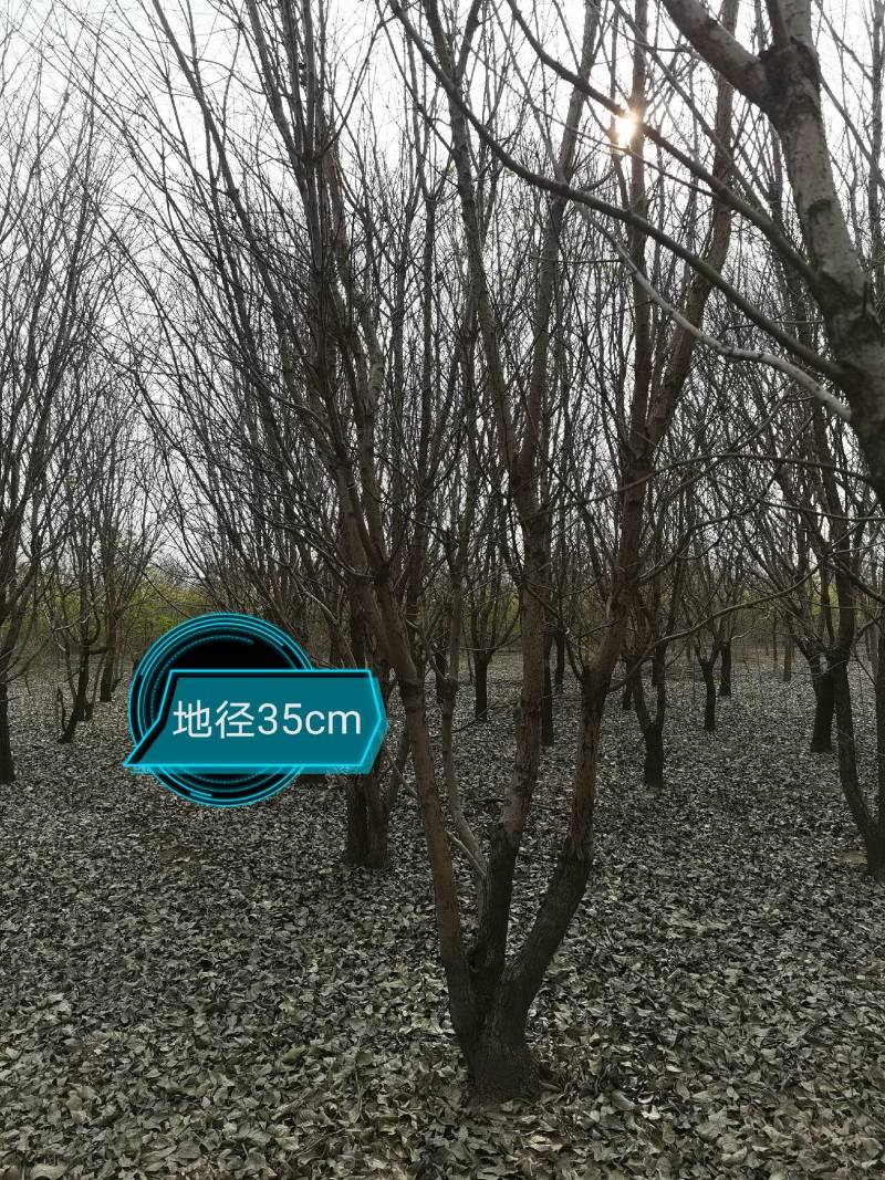 流苏：丛生流苏、造型流苏（油根子）