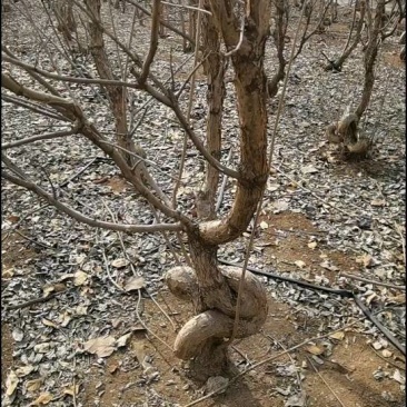 流苏：丛生流苏、造型流苏