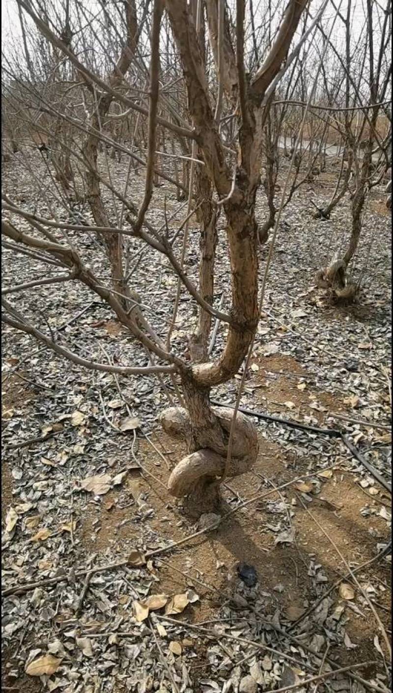 流苏：丛生流苏、造型流苏