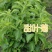 甜叶菊种子香草种子甜的叶子可食用阳台花卉四季播种蔬