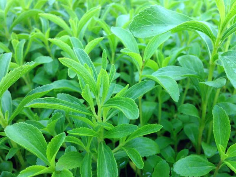 甜叶菊种子香草种子甜的叶子可食用阳台花卉四季播种蔬