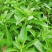 甜叶菊种子香草种子甜的叶子可食用阳台花卉四季播种蔬