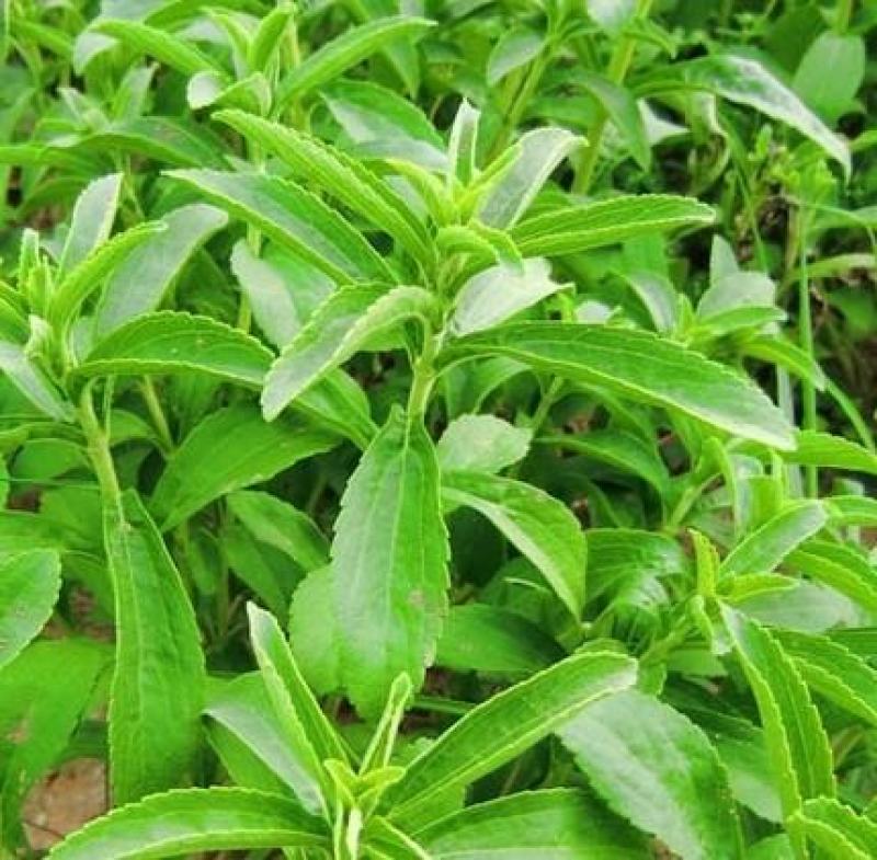 甜叶菊种子香草种子甜的叶子可食用阳台花卉四季播种蔬