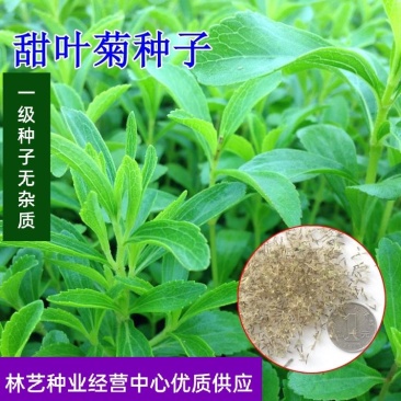 甜叶菊种子香草种子甜的叶子可食用阳台花卉四季播种蔬