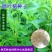 甜叶菊种子香草种子甜的叶子可食用阳台花卉四季播种蔬