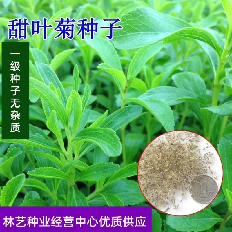 甜叶菊种子香草种子甜的叶子可食用阳台花卉四季播种蔬