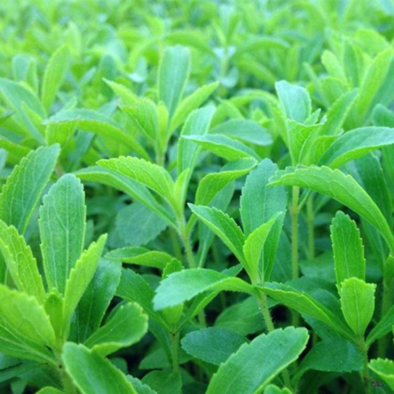 甜叶菊种子香草种子甜的叶子可食用阳台花卉四季播种蔬