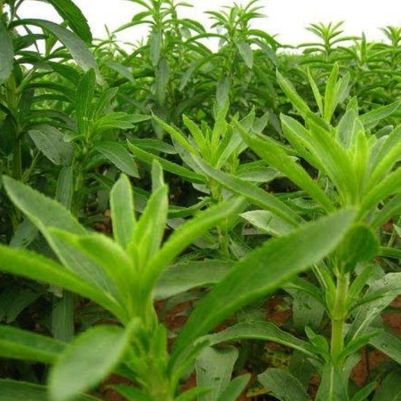 甜叶菊种子香草种子甜的叶子可食用阳台花卉四季播种蔬