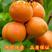 特早508大红杏丰园红杏凯特杏品种齐全包品种包成活