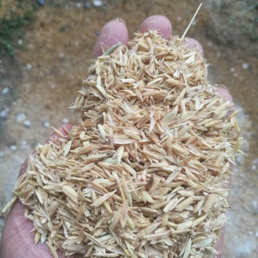新鲜除尘稻壳谷壳，月产过百吨，袋装包装