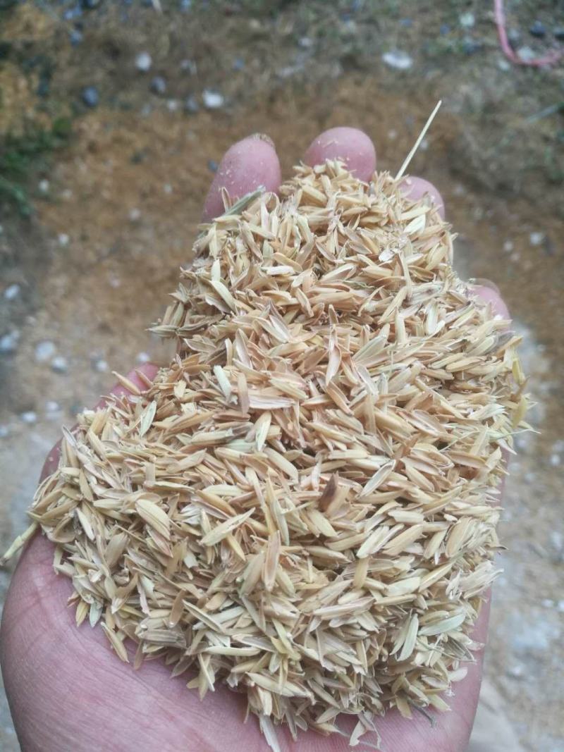新鲜除尘稻壳谷壳，月产过百吨，袋装包装