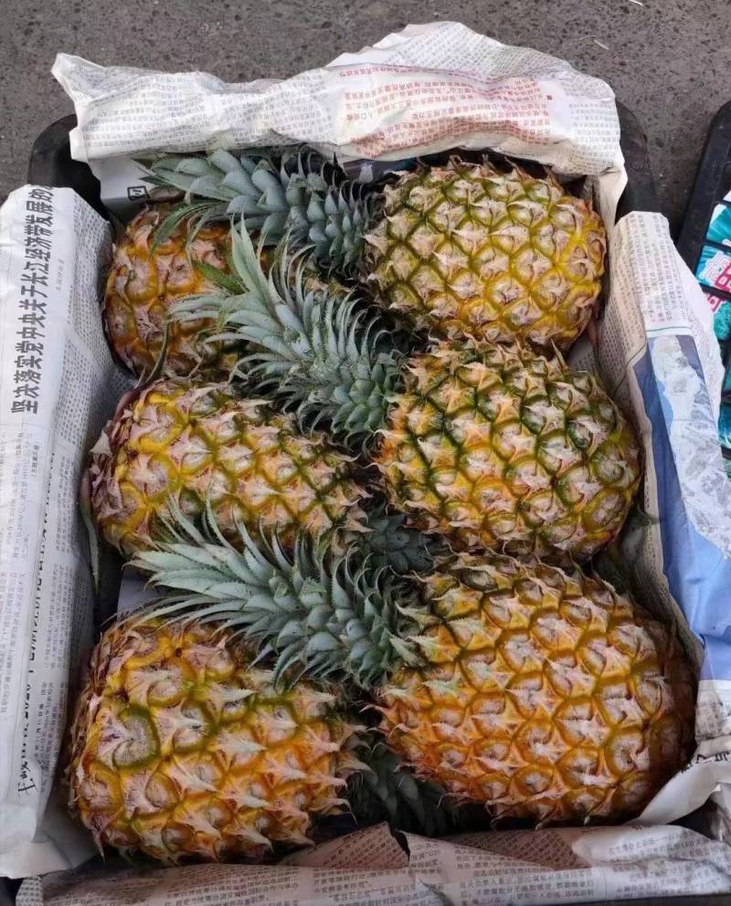 （好多多）热销海南菠萝无黑心黑丁口感香甜耐放耐运输