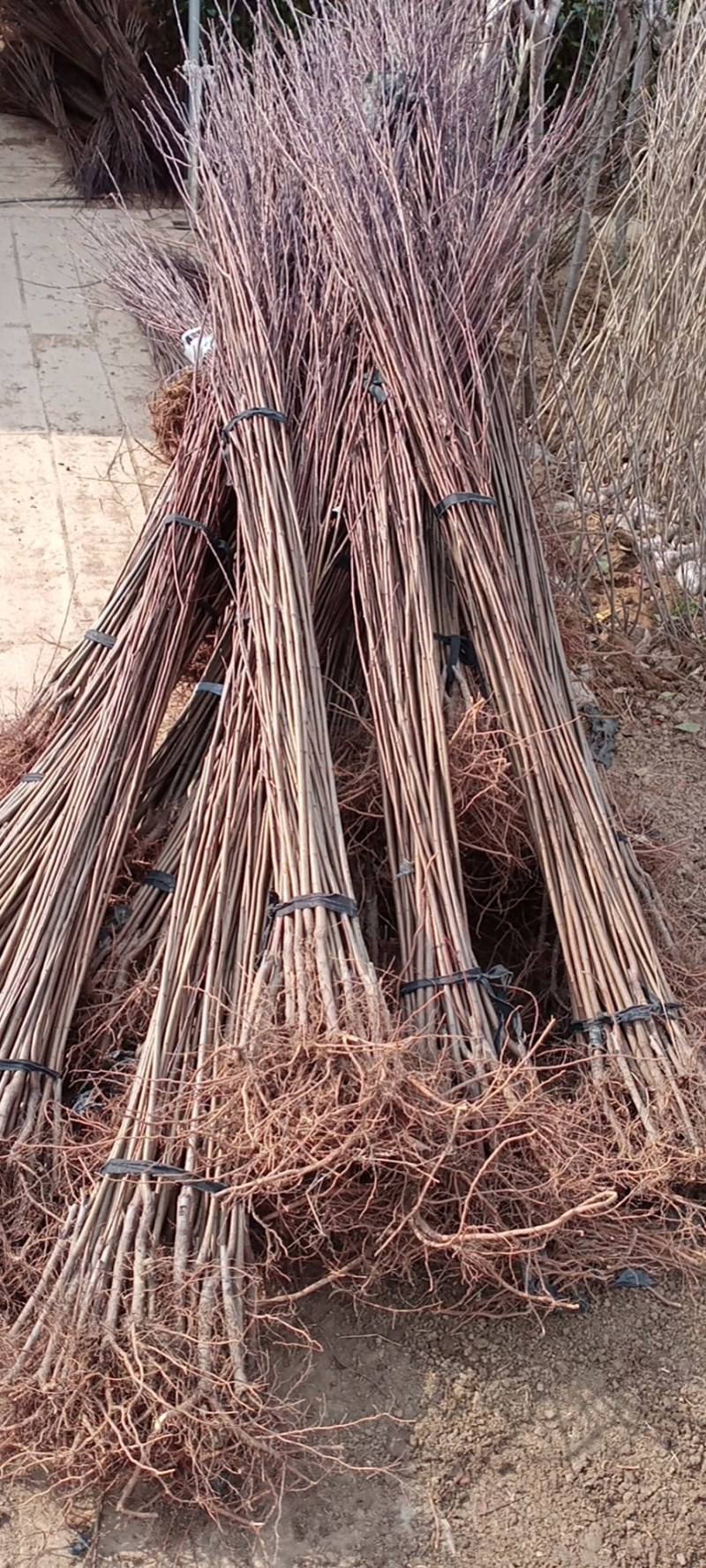 红叶李，紫叶李，紫叶李苗，红叶李苗，紫叶李，红叶李绿