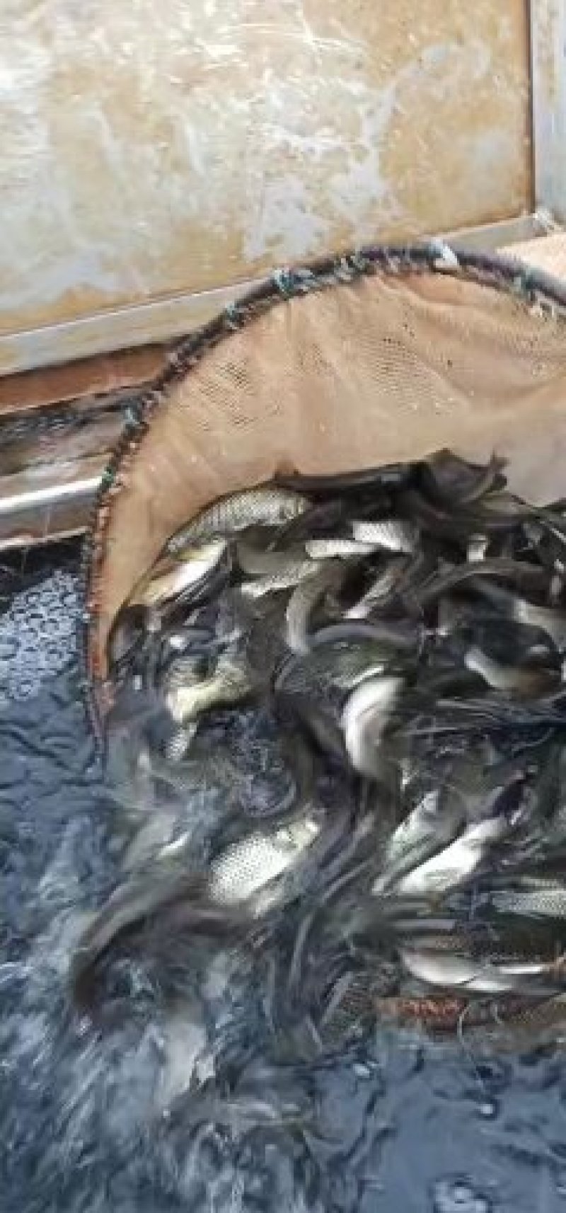 草鱼苗人工养殖，成活率高提供技术支持鱼苗活鱼