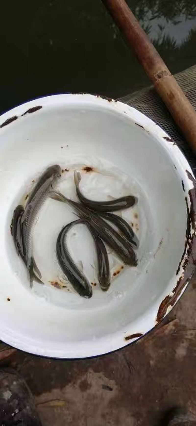 草鱼苗人工养殖，成活率高提供技术支持鱼苗活鱼
