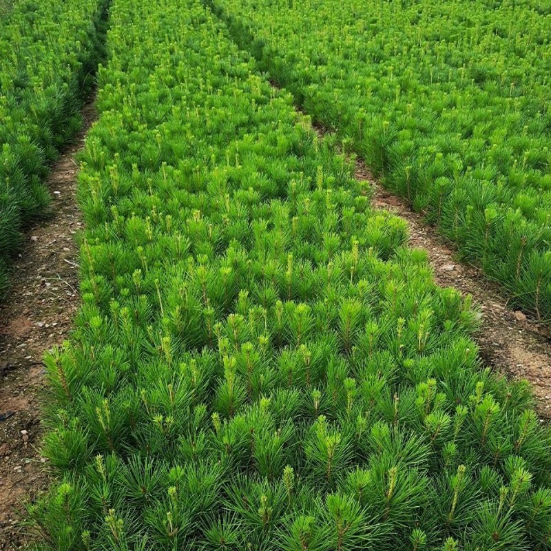 黑松黑松绿化苗木庭院黑松黑松四季常青盆景植物松