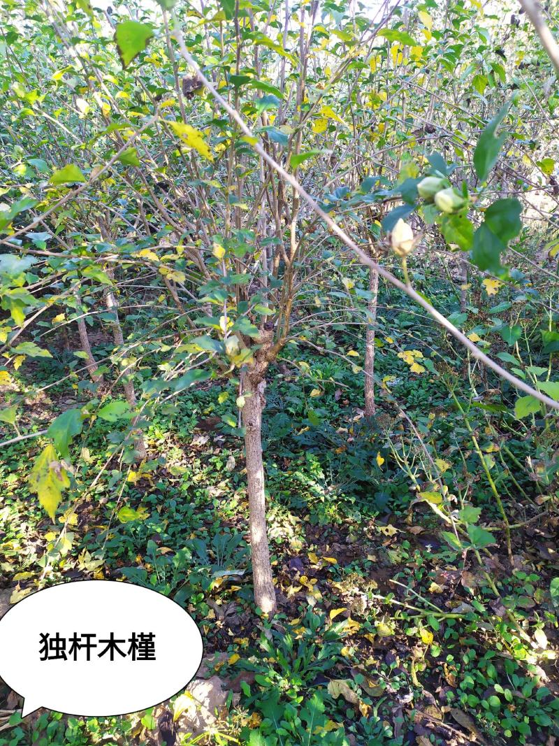 供应，2020-3-20号，独杆木槿3-6公分