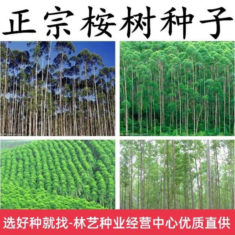 桉树种子尾叶巨桉蓝桉杏仁桉澳大利亚大小叶桉速生桉树