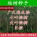桉树种子尾叶巨桉蓝桉杏仁桉澳大利亚大小叶桉速生桉树