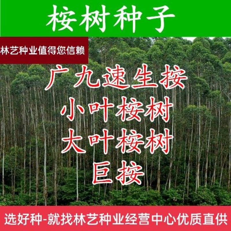 桉树种子尾叶巨桉蓝桉杏仁桉澳大利亚大小叶桉速生桉树