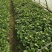【热卖】辣椒苗(线椒,牛角椒)根茎粗壮产量高量大从优