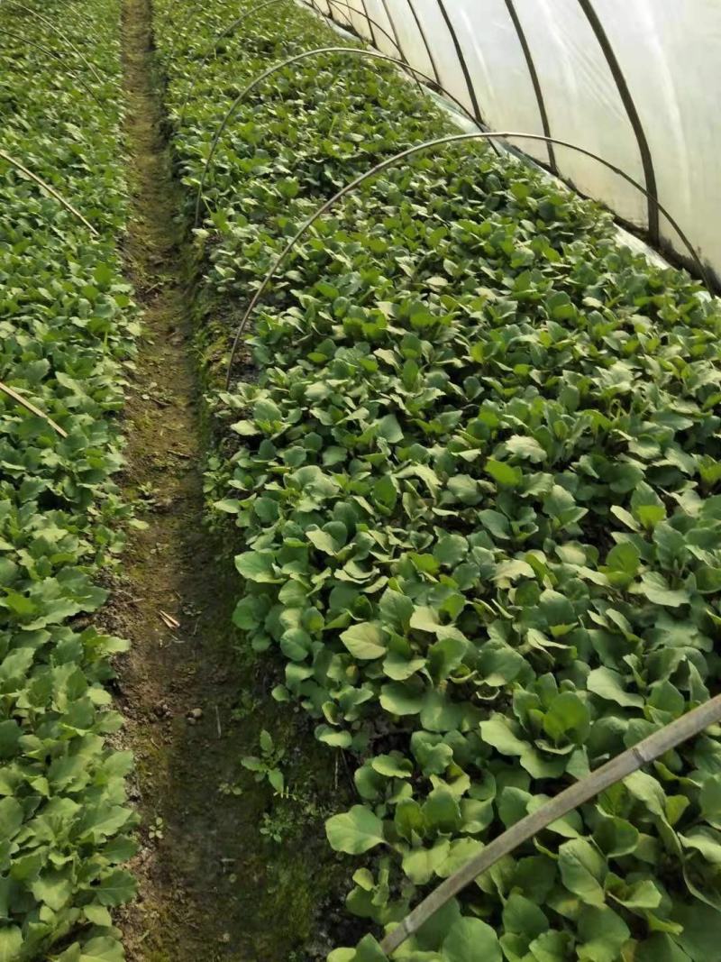 【热卖】辣椒苗(线椒，牛角椒)根茎粗壮产量高量大从优
