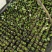 【热卖】辣椒苗(线椒,牛角椒)根茎粗壮产量高量大从优