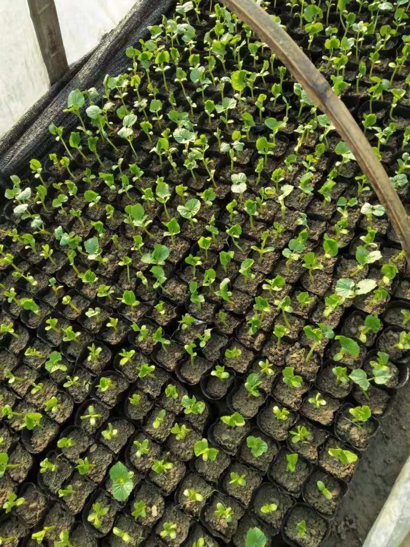 【热卖】辣椒苗(线椒，牛角椒)根茎粗壮产量高量大从优