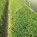 【热卖】辣椒苗(线椒,牛角椒)根茎粗壮产量高量大从优