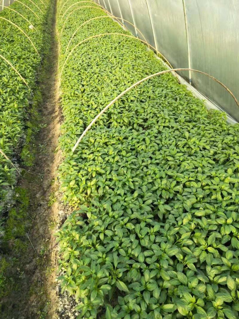 【热卖】辣椒苗(线椒，牛角椒)根茎粗壮产量高量大从优
