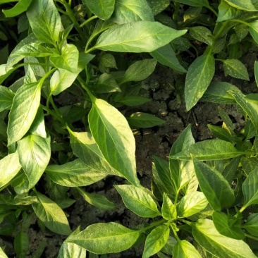 【热卖】辣椒苗(线椒,牛角椒)根茎粗壮产量高量大从优