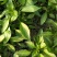 【热卖】辣椒苗(线椒,牛角椒)根茎粗壮产量高量大从优