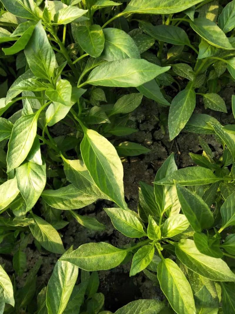 【热卖】辣椒苗(线椒，牛角椒)根茎粗壮产量高量大从优