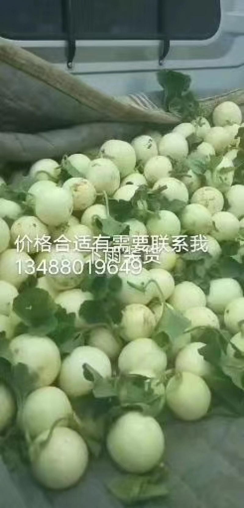 大荔县各种甜瓜白皮白肉黄怕皮红肉白皮红肉，东方密