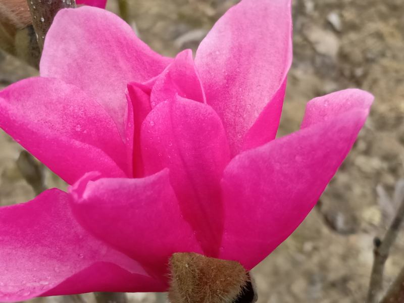 玉兰苗2公分红白黄紫精品玉兰苗，娇红苗，荷花玉兰