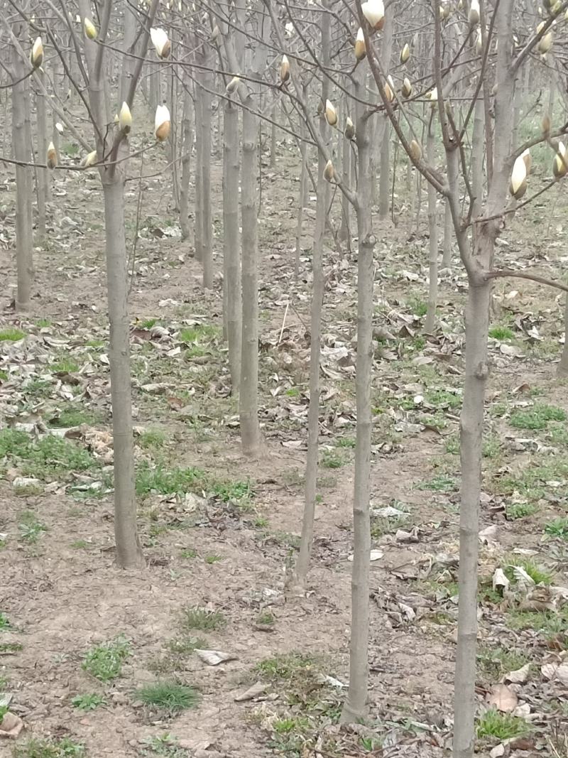 玉兰苗2公分红白黄紫精品玉兰苗，娇红苗，荷花玉兰