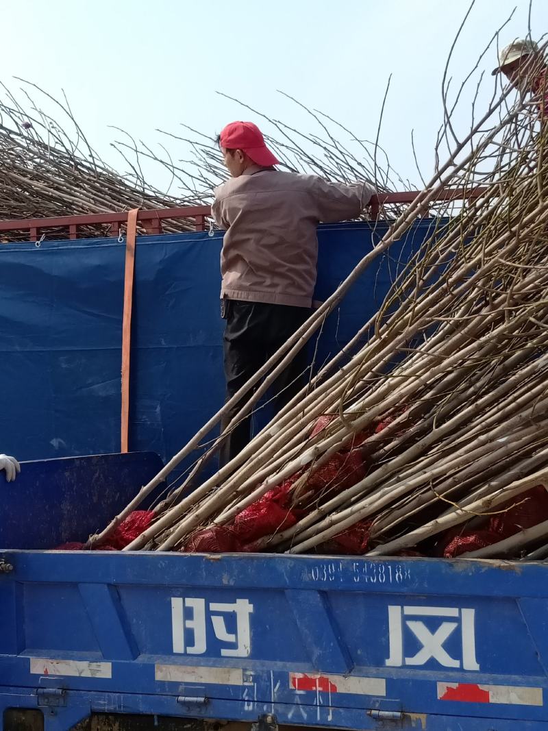玉兰苗2公分红白黄紫精品玉兰苗，娇红苗，荷花玉兰