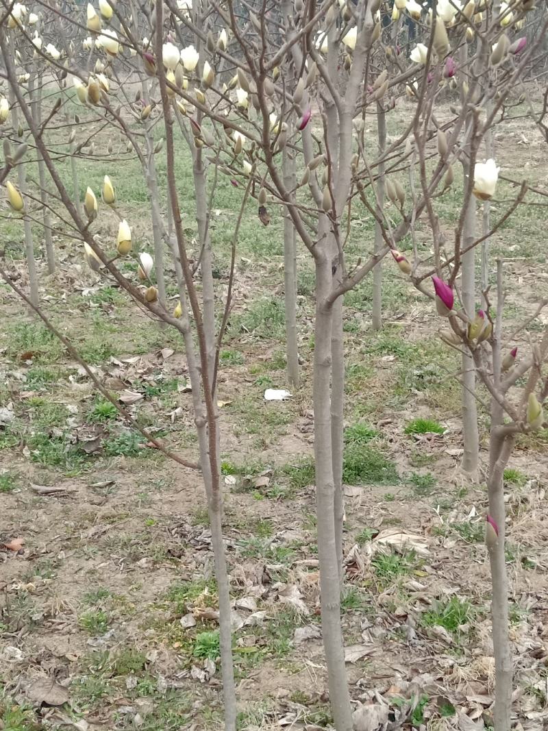 玉兰苗2公分红白黄紫精品玉兰苗，娇红苗，荷花玉兰