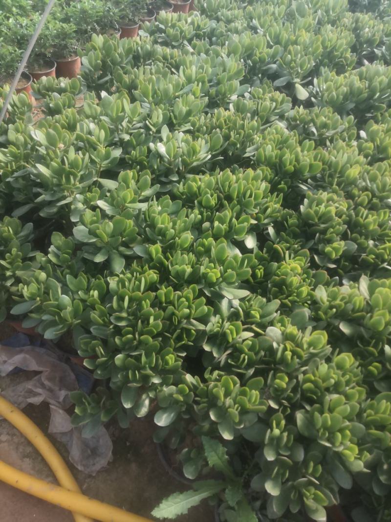 玉树玉树老桩耐旱办公室庭院阳台懒人植物