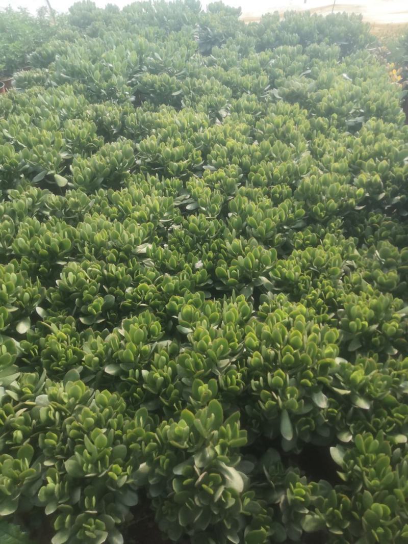 玉树玉树老桩耐旱办公室庭院阳台懒人植物